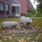 Får, översiktsbild